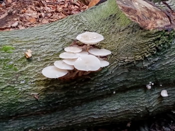 IMG_20250923_122720_316