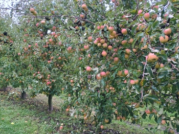 IMG_20251016_094948452_HDR